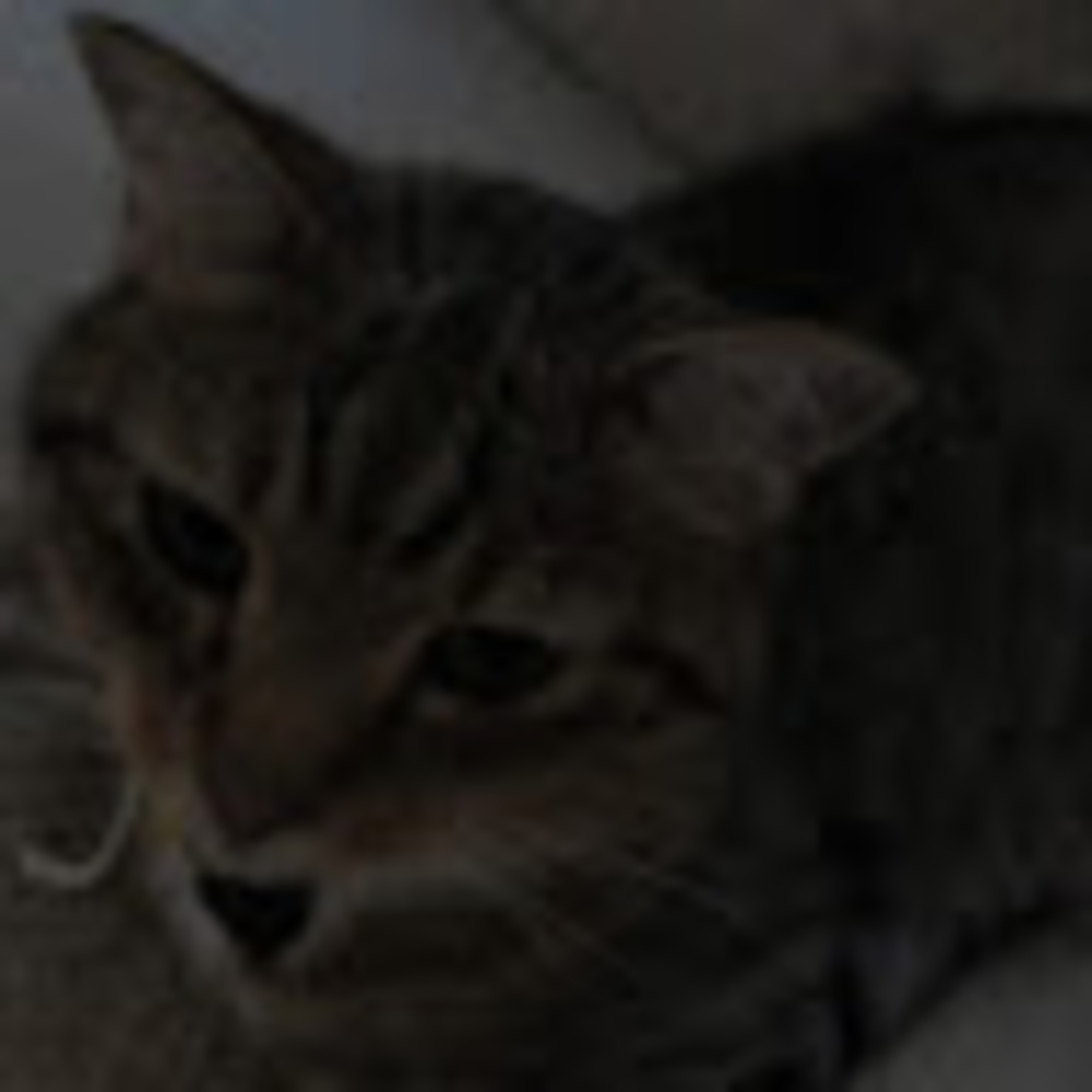 Meet your Posher, Miws